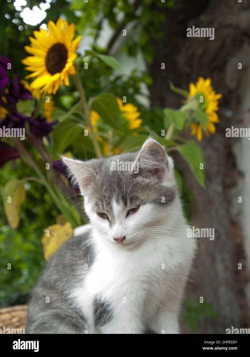 jeune chat, animal de compagnie, extérieur, tournesol Banque D'Images