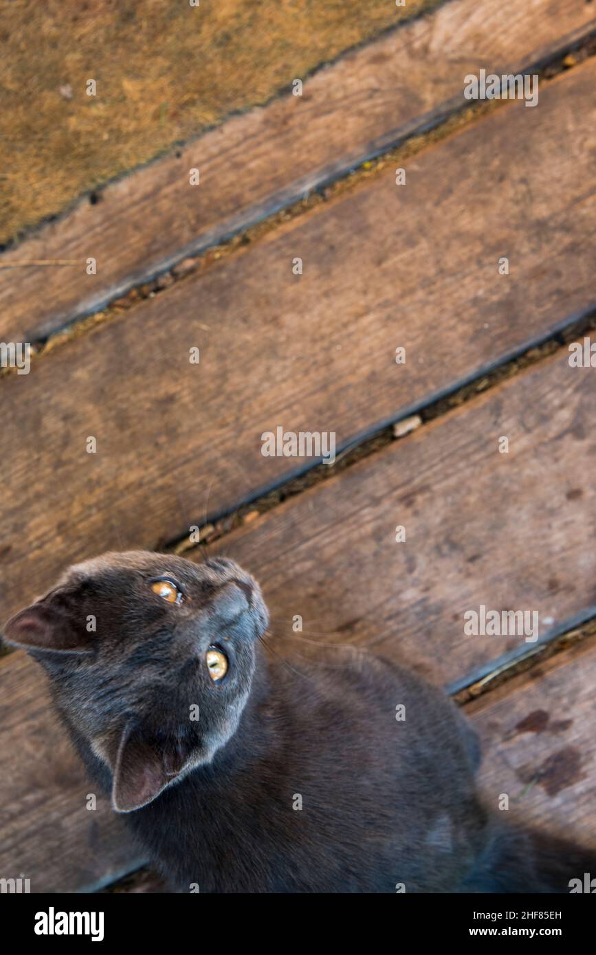 jeune chat gris, animal de compagnie, extérieur, parquet Banque D'Images