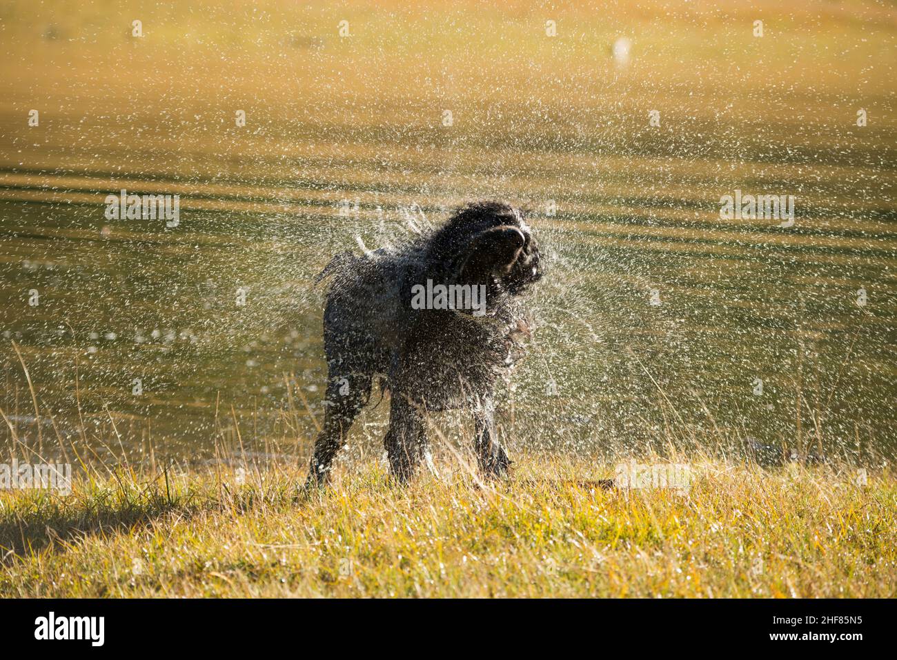 chien noir humide, bain, fetch, setter hybride Banque D'Images