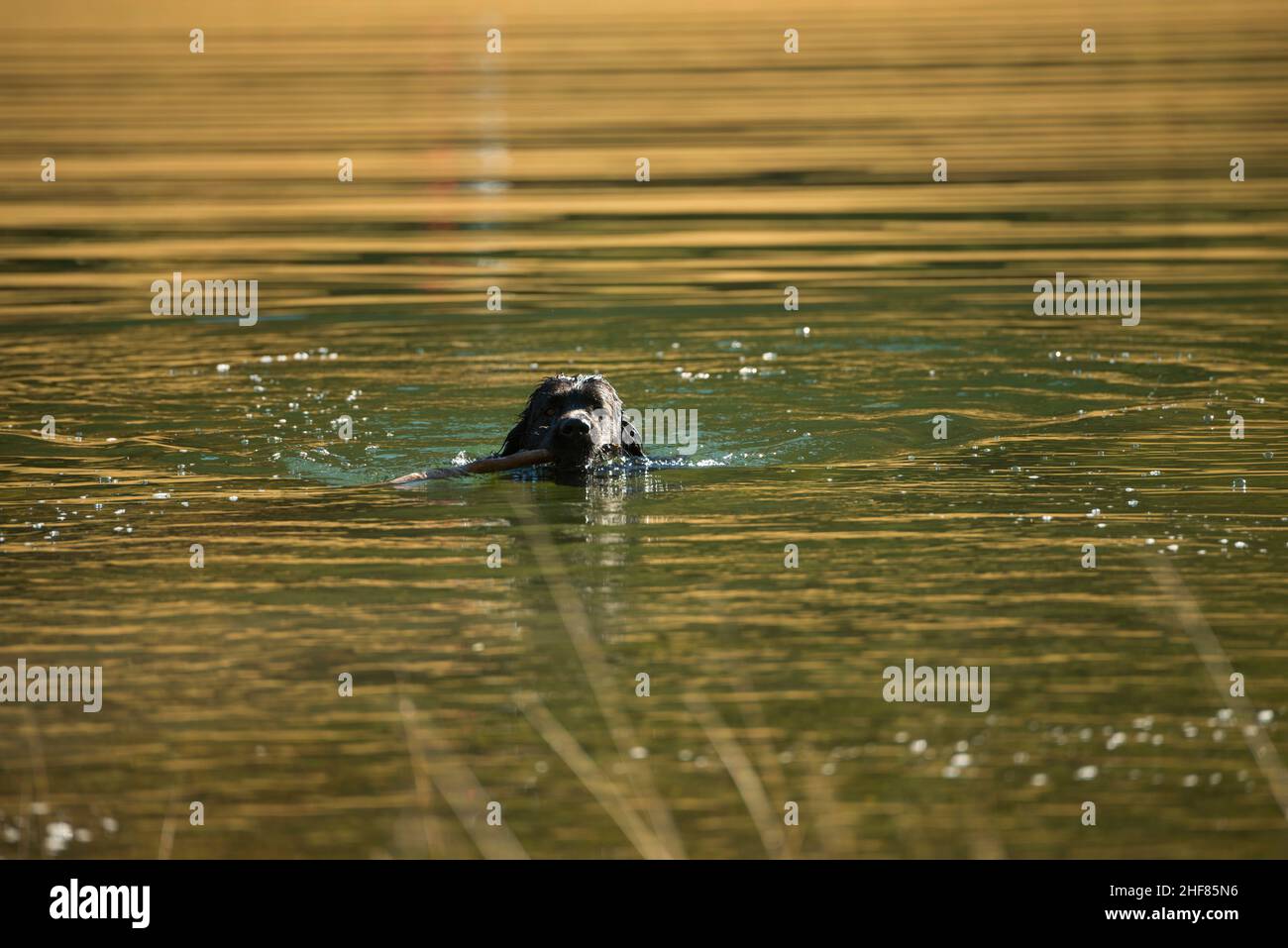 chien noir humide dans le lac, la natation, la récupération, le dispositif hybride Banque D'Images
