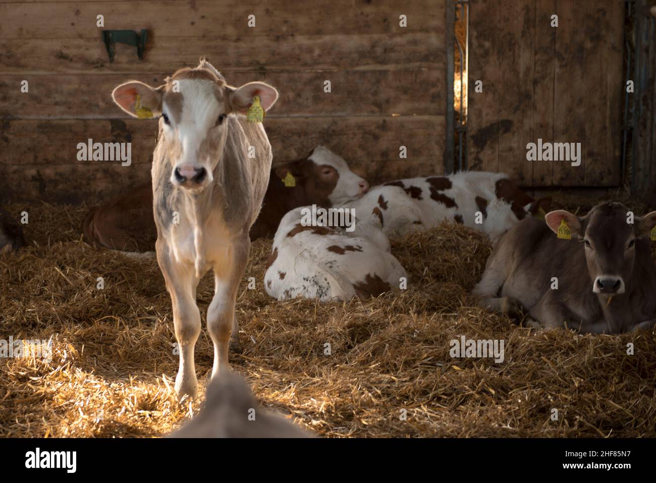 Veaux dans la grange, bétail, paille, agriculture Banque D'Images