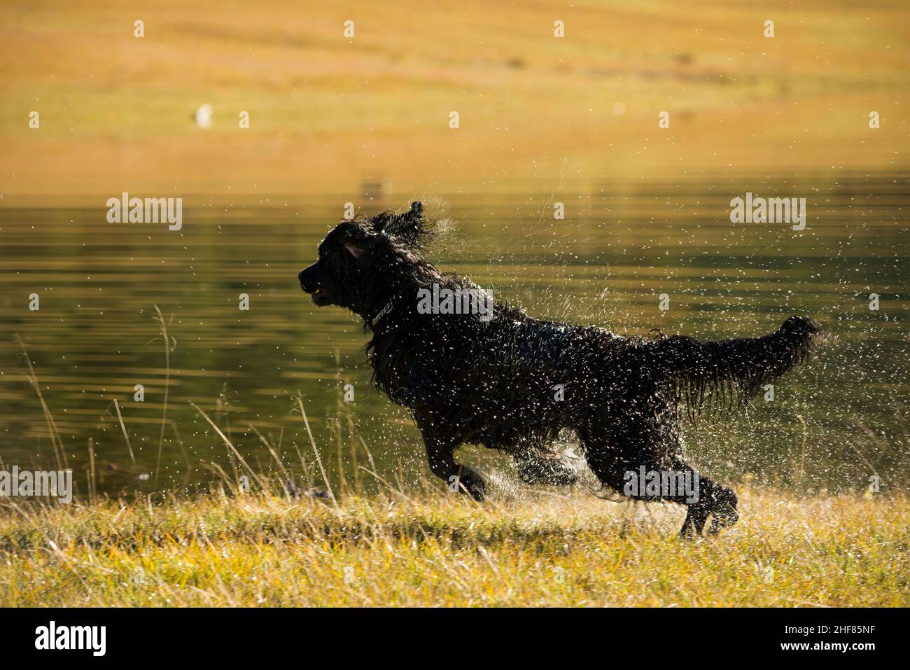 chien noir humide, bain, fetch, setter hybride Banque D'Images