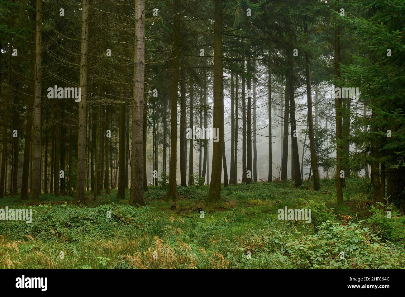 Forêt de conifères, épinette, sapin, humide, brouillard,Morning, Mönchberg, Spessart, Bavière, Allemagne Banque D'Images