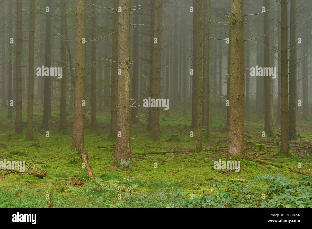 Forêt de conifères, épinette, sapin, humide, brouillard,Morning, Mönchberg, Spessart, Bavière, Allemagne Banque D'Images