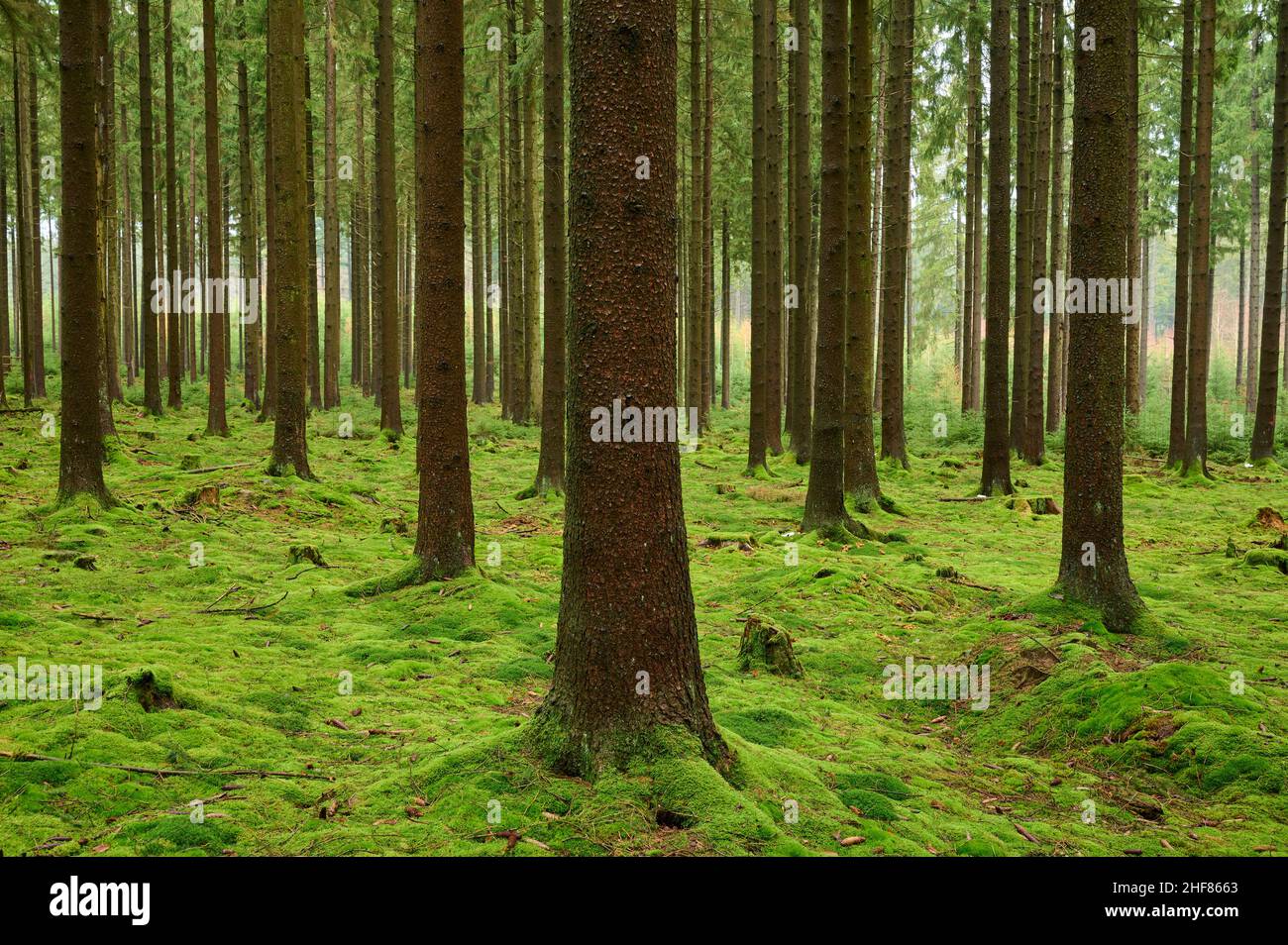 Forêt de conifères, épinette, sapin, mousse, humide,Odenwald, Bavière, Allemagne Banque D'Images