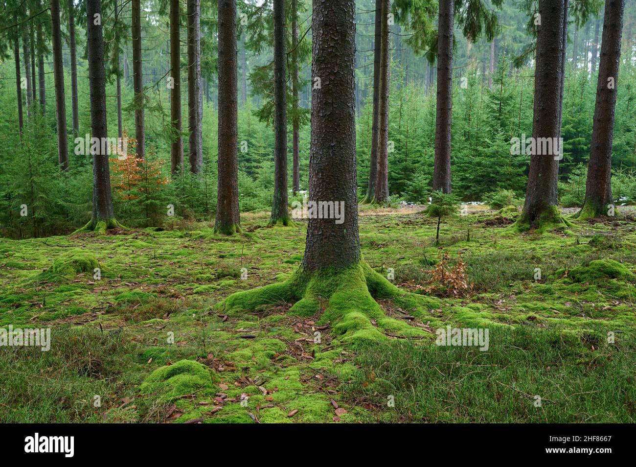 Forêt de conifères, épinette, sapin, mousse, humide,Odenwald, Bavière, Allemagne Banque D'Images