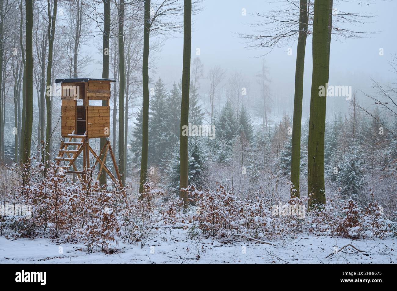 cachette surélevée, forêt à feuilles caduques, hêtre, chêne, neige,Hiver, Spessart, Bavière, Allemagne Banque D'Images