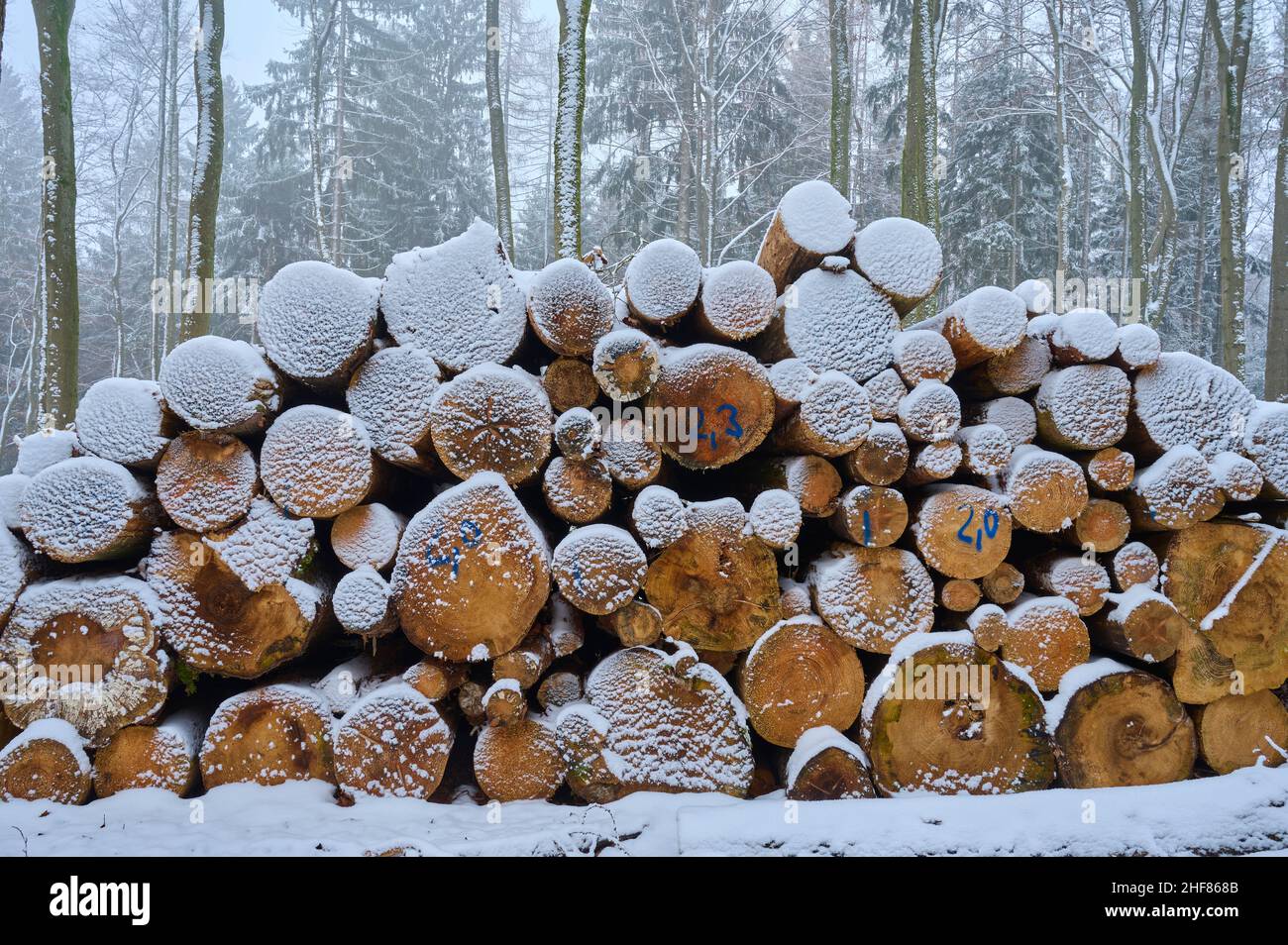Tronc d'arbre, bois long, Banque D'Images