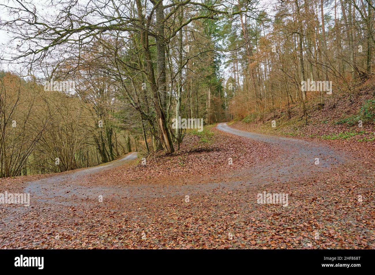 Courbe en épingle à cheveux, route, humide, virage en épingle à cheveux, forêt,Automne, Ernsttal, Mudau, Odenwald, Bade-Wurtemberg,Allemagne Banque D'Images