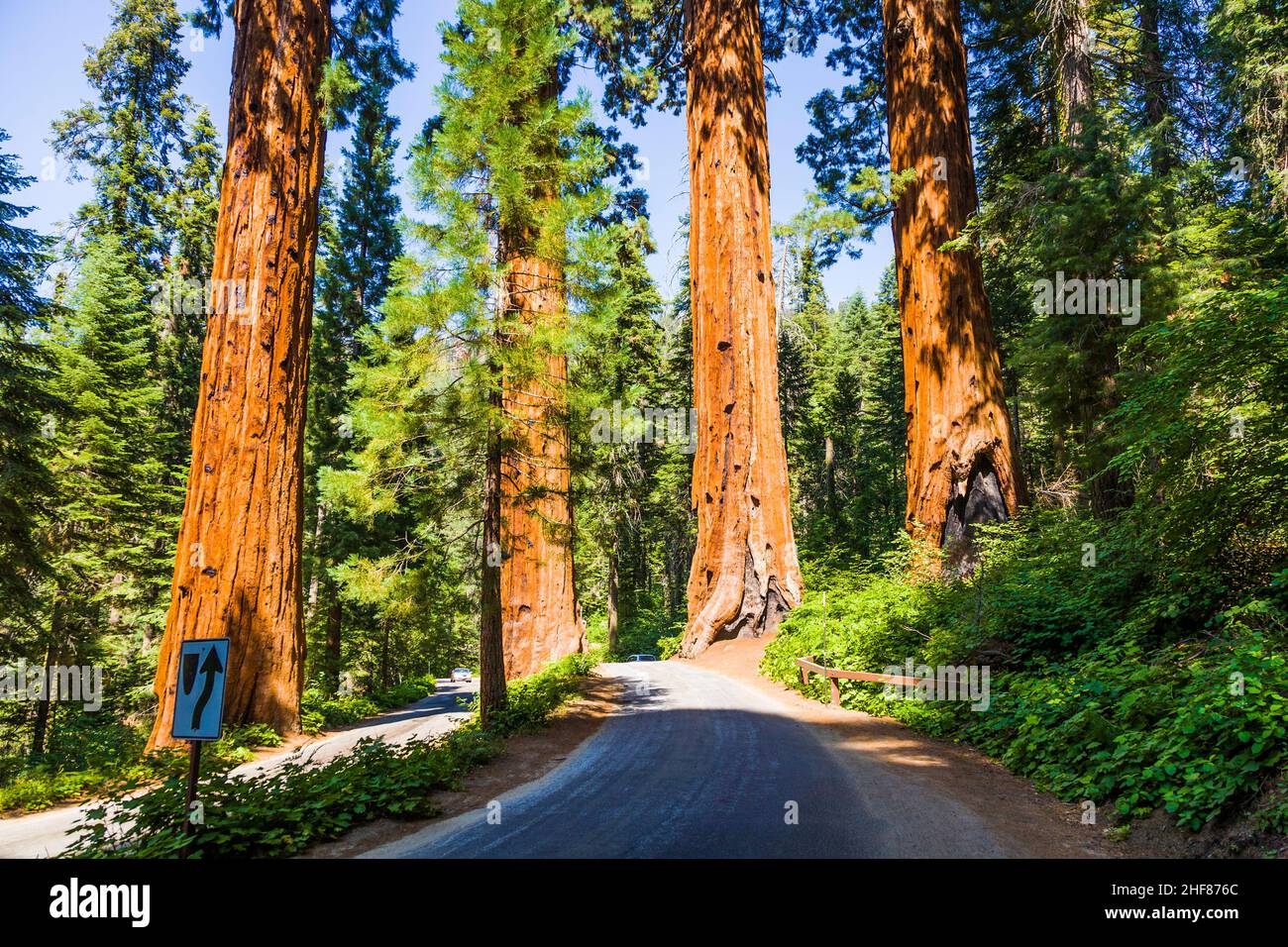 Les célèbres grands séquoias se trouvent dans le parc national de Sequoia, quartier du village géant, grands arbres célèbres de Sequoia, mammut arbres Banque D'Images