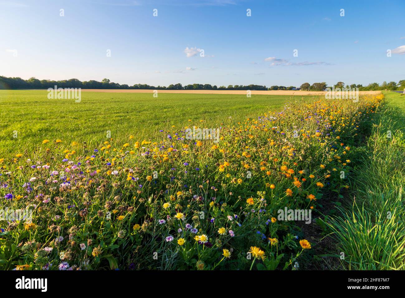 Stevns, bande tampon avec fleurs au champ en Zélande, Sealand, Sjaelland, Danemark Banque D'Images