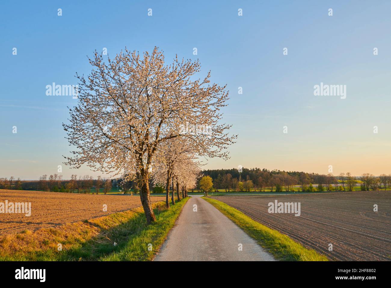 Cerisier (Prunus cerasus), route de terre, cerisier, fleur, printemps,Bavière, Allemagne Banque D'Images