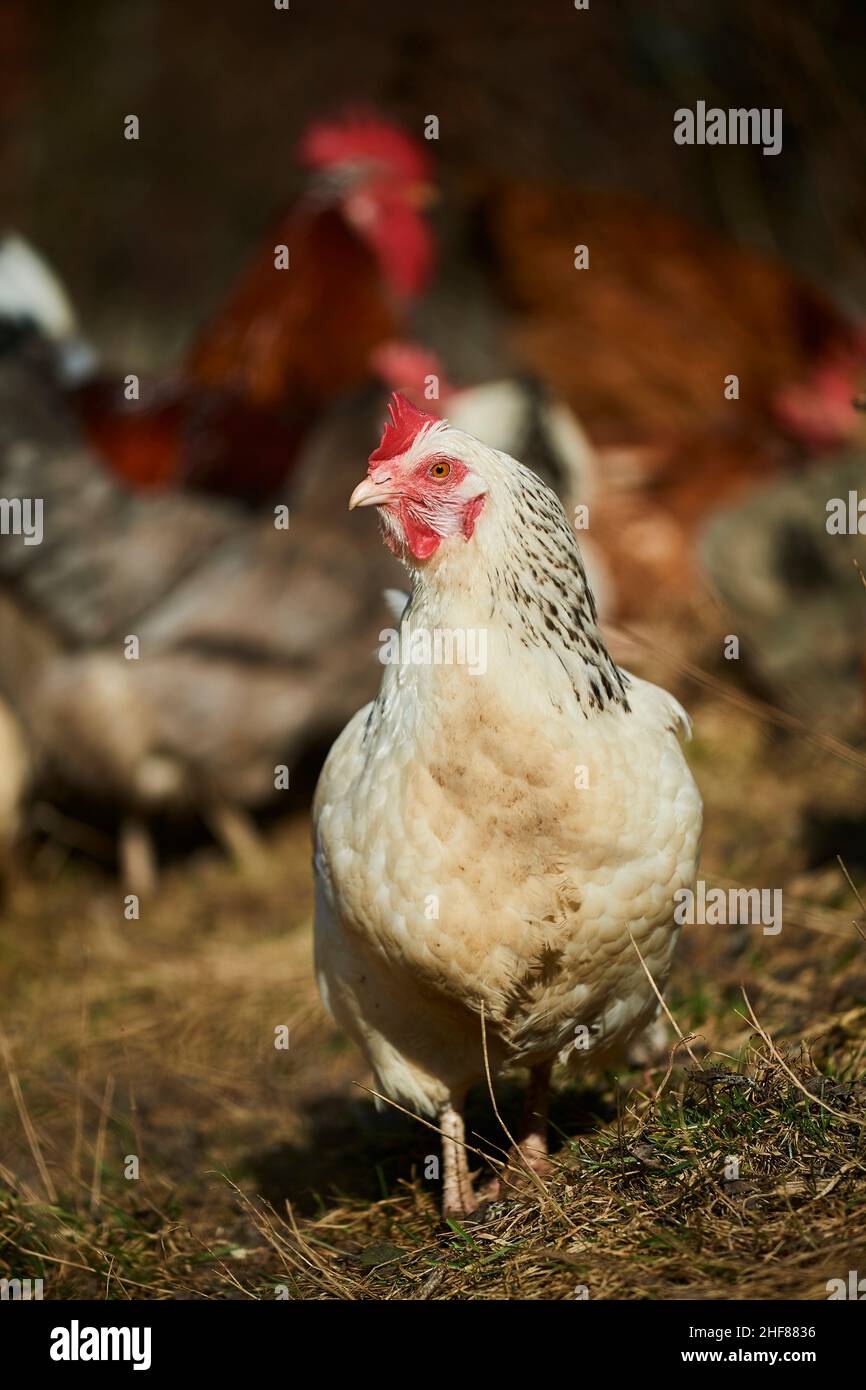 Poulet domestique (Gallus gallus domesticus), ferme, aire de répartition libre, tas de fumier, debout Banque D'Images