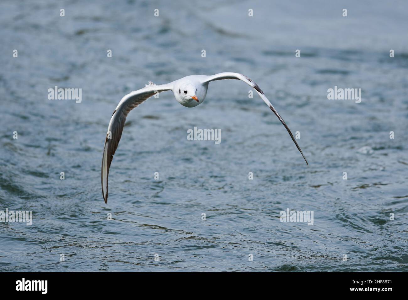 Guette à tête noire (Chericocephalus ridibundus) en vol, Bavière, Allemagne Banque D'Images