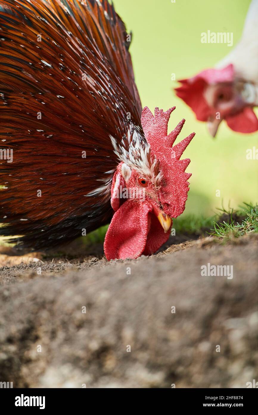 Poulet domestique (Gallus gallus domesticus), ferme, gratuit, coq, demi-portrait Banque D'Images