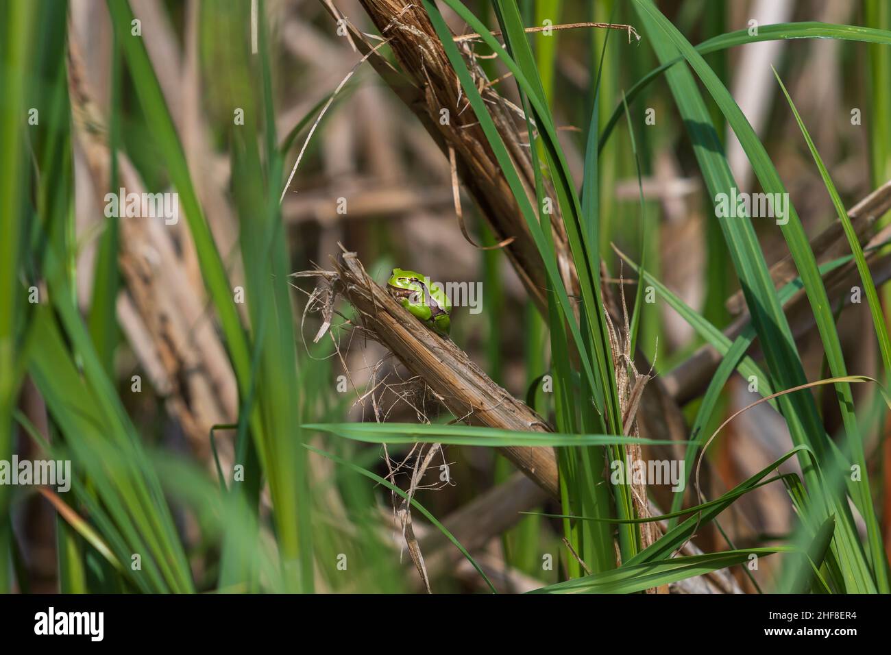 Grenouille d'arbre verte grenouille d'arbre - Hyla arborea assis courbé sur une tige dans un roseau par un étang. Banque D'Images