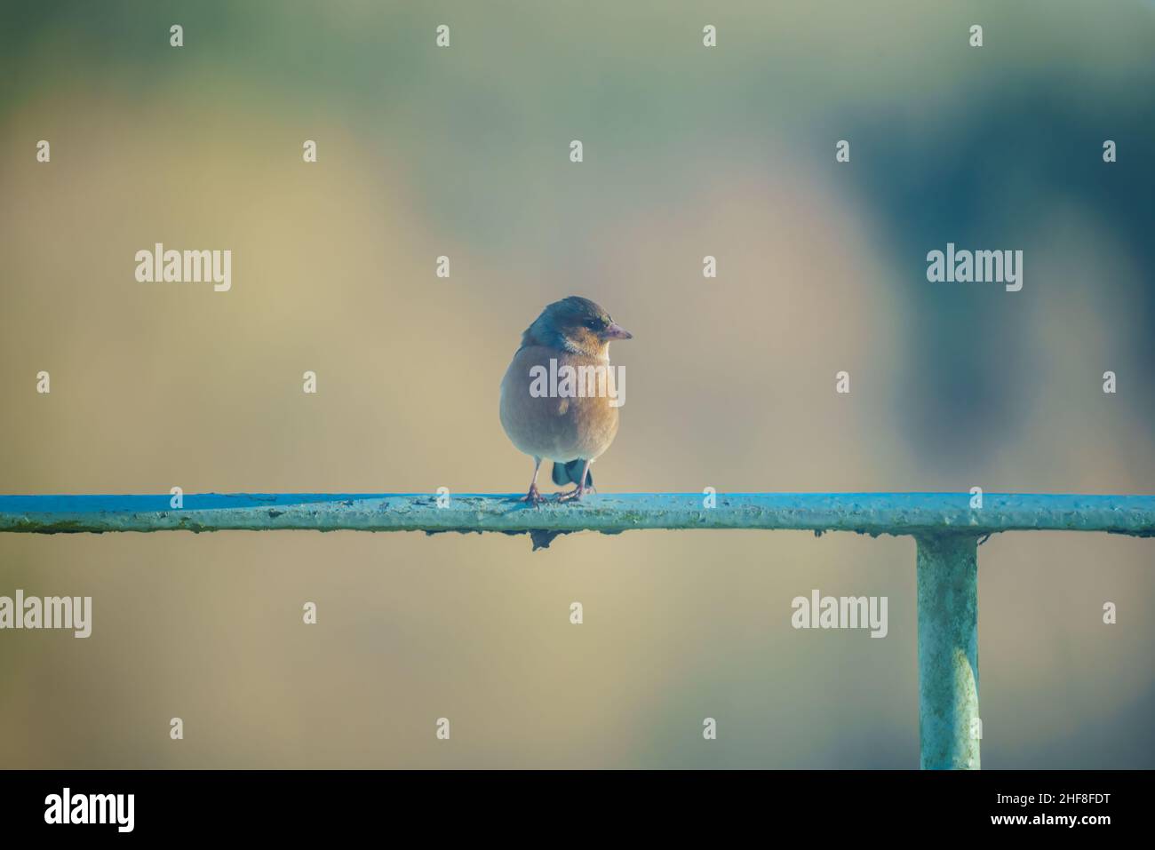 Un chaffin commun mâle (Fringilla coelebs) perché sur un garde-corps de jardin en métal peint Banque D'Images