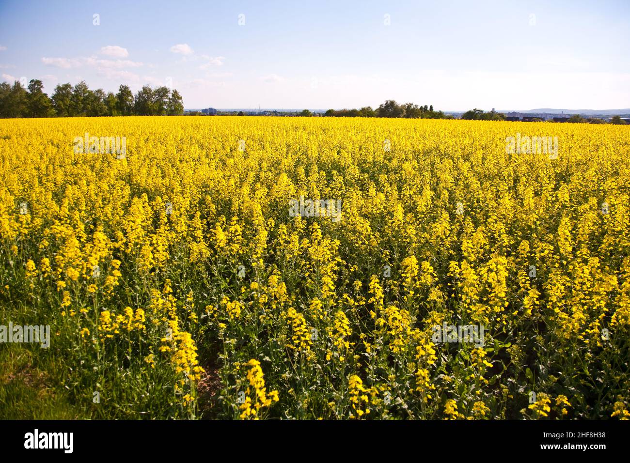 magnifiques grands champs de colza dans un beau paysage Banque D'Images