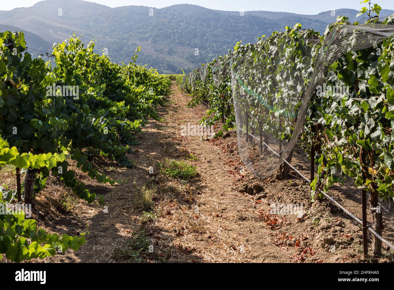 Des rangées de vignes à vin vert dans la vallée de Lompoc Du comté de Santa Barbara dans le sud de la Californie bask dans le dim Banque D'Images