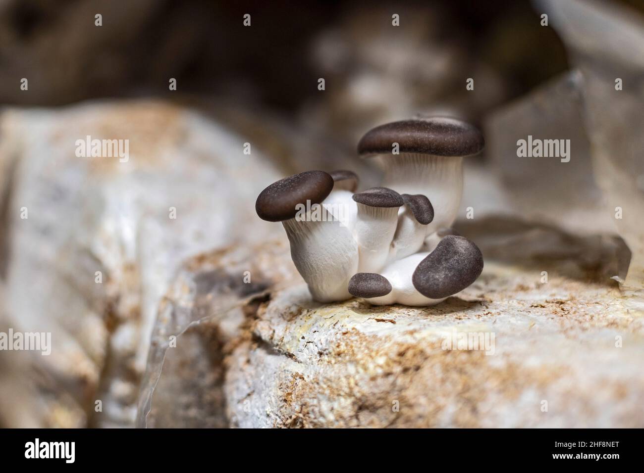 Bennett, Colorado - champignons des perles noires poussant à des champignons de la Lune de sucre.La ferme intérieure cultive une variété de champignons dans des conteneurs d'expédition.Leur Banque D'Images