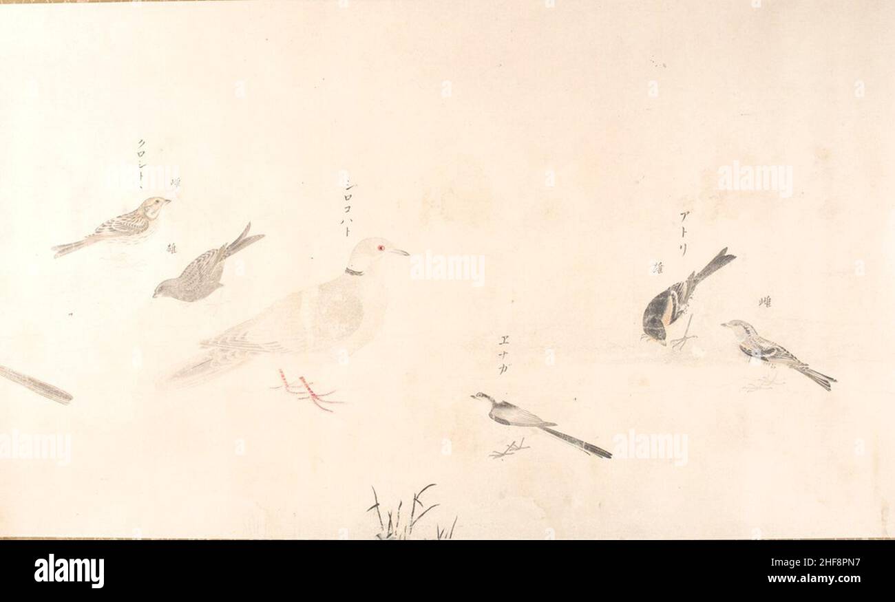 Satake Shozan - esquisses de 41 oiseaux japonais (Gunkin shasei zukan) Banque D'Images