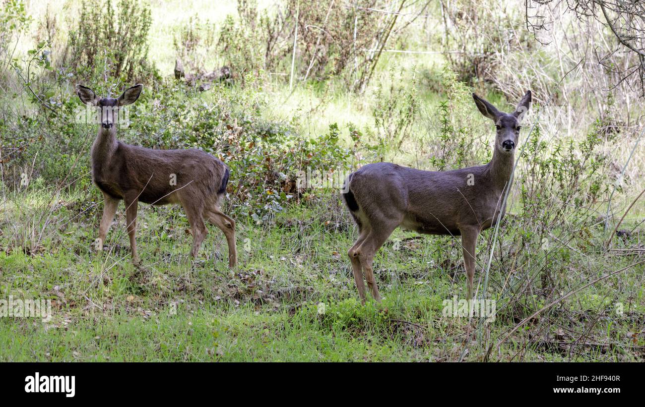 Alerter la mère de cerf de Virginie et fauve dans la colline herbacée.Foothills Park, comté de Santa Clara, Californie, États-Unis. Banque D'Images