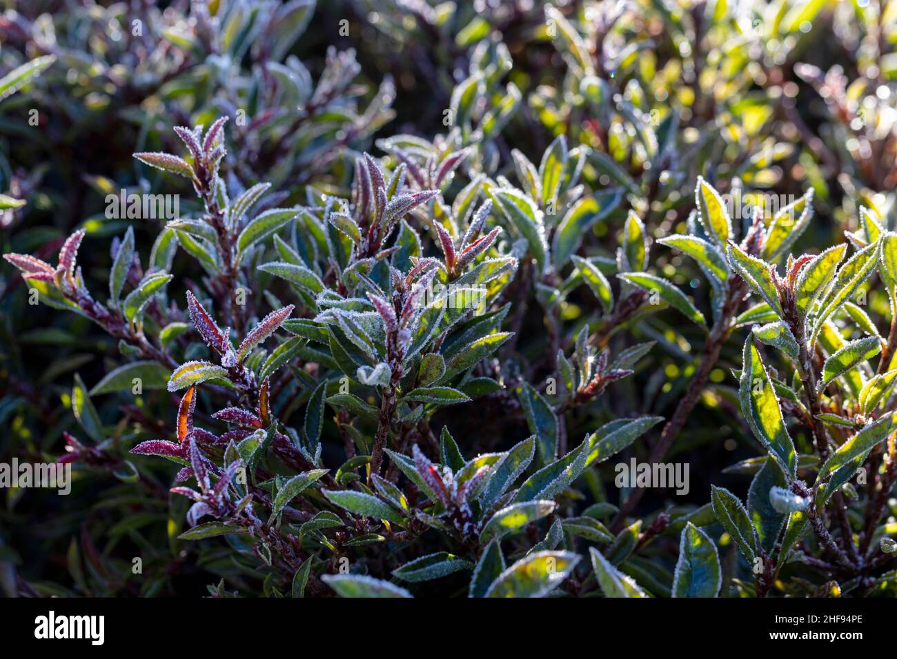 Cristaux de glace sur un arbuste de Photonia fraser lors d'une journée froide de chute sous la lumière du soleil Banque D'Images