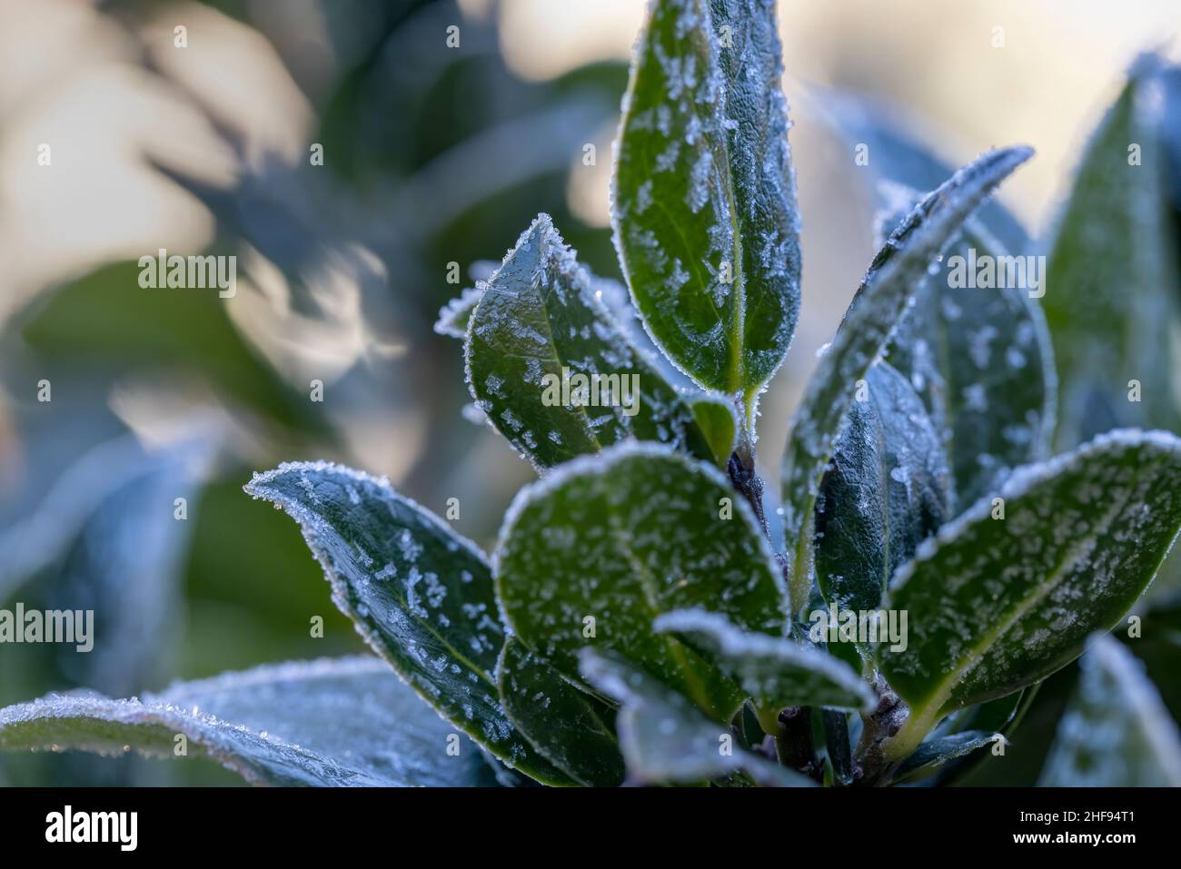Feuilles d'arbre de Holley avec cristaux de glace formés par le temps d'automne froid Banque D'Images