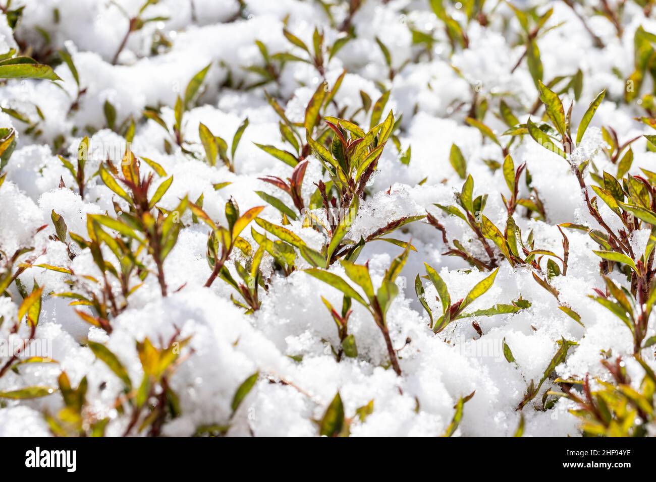Arbuste Prescot Arizona Photinia frasera avec de la neige et des cristaux de glace sur les feuilles Banque D'Images