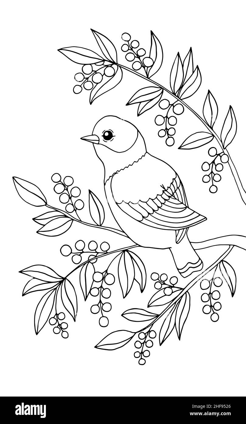 Un bel oiseau est assis sur une branche.Page de coloriage pour les enfants et les adultes.Illustration vectorielle. Illustration de Vecteur