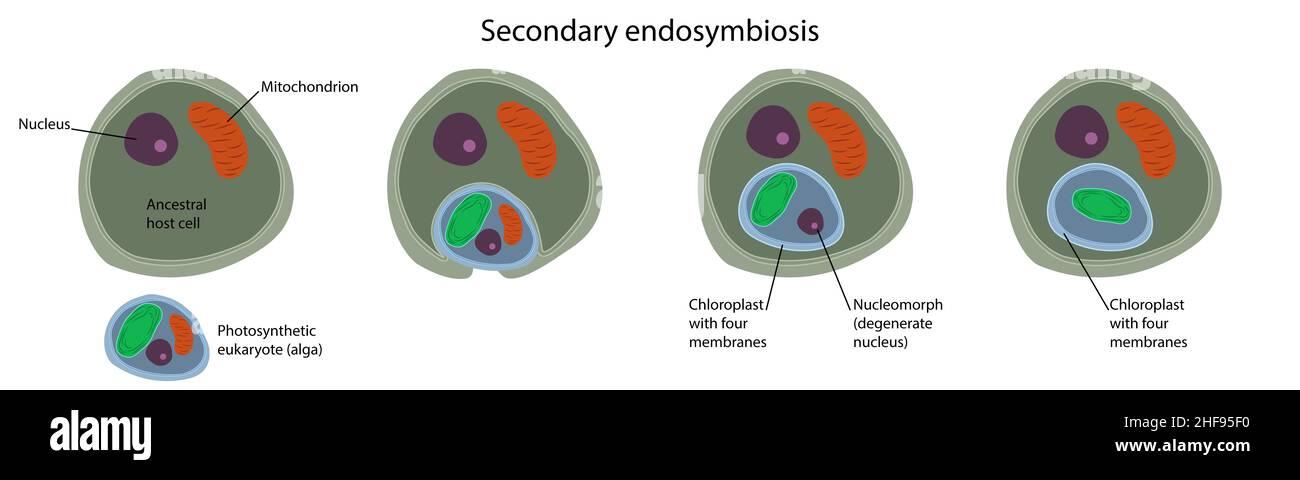 Endosymbiose secondaire, illustration Banque D'Images