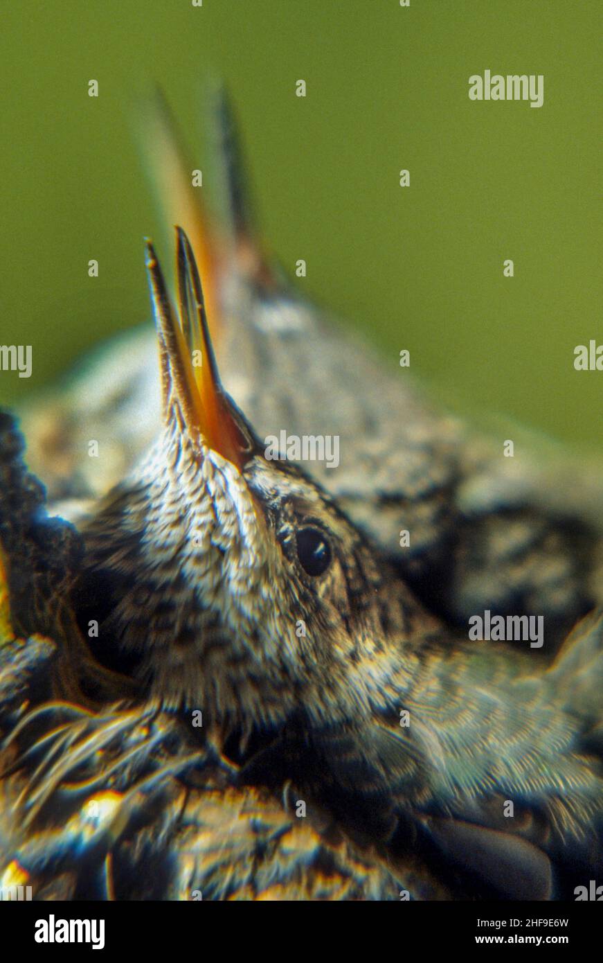 Un bébé oiseau qui vient d'éclos chante dans son nid. Banque D'Images