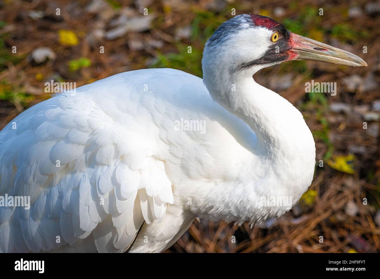 Grue blanche (Grus americana), une espèce en voie de disparition et la plus haute des oiseaux nord-américains, au zoo de Jacksonville, en Floride.(ÉTATS-UNIS) Banque D'Images