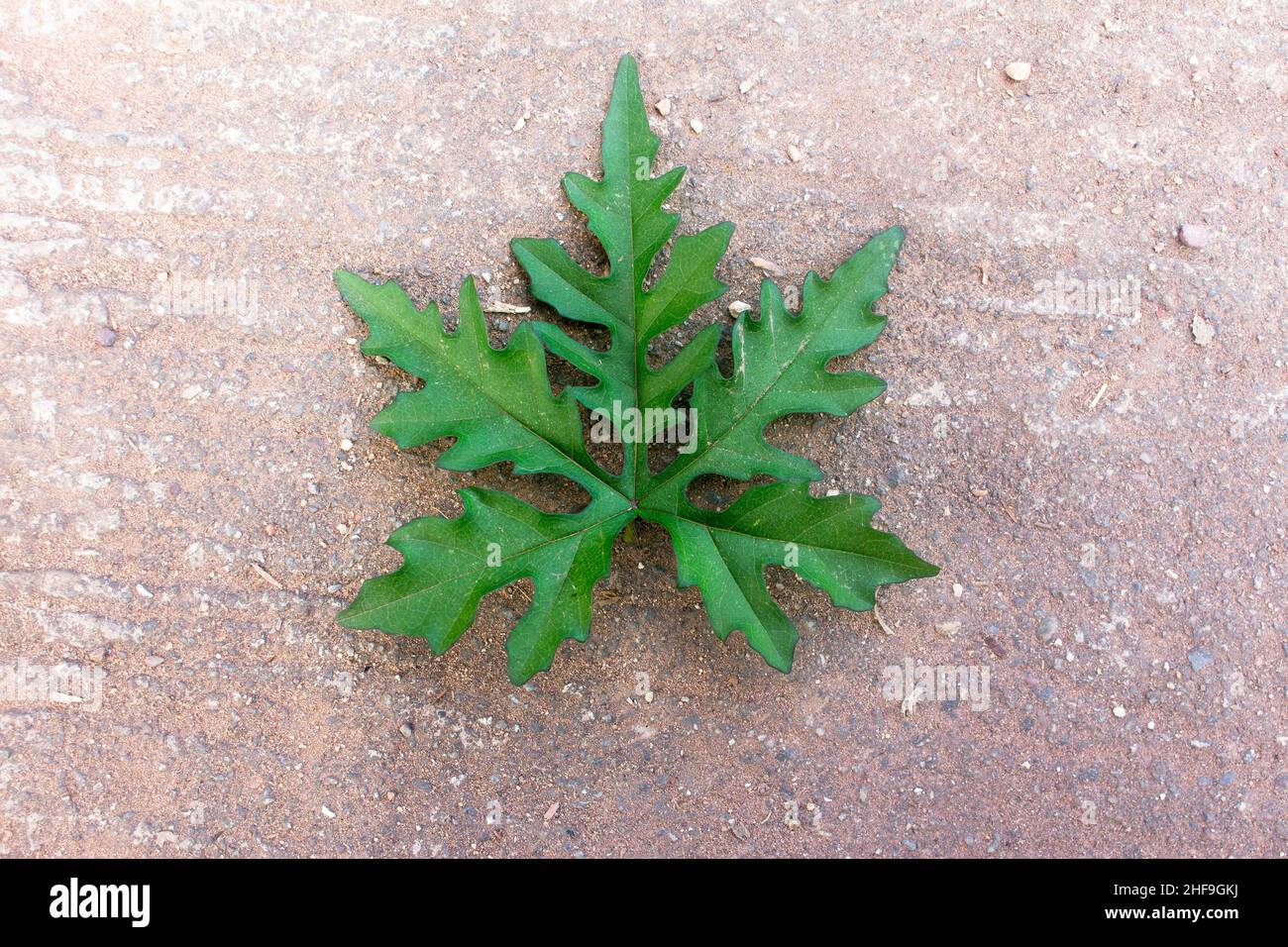 la vache à feuilles au sol plante de panais géante de l'herbe à poux plante de l'herbe à poux géante Banque D'Images