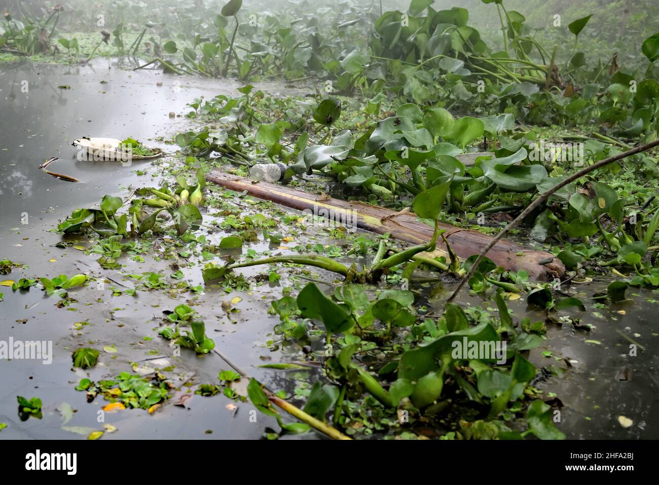 Plan d'eau pollué - Bangladesh Banque D'Images