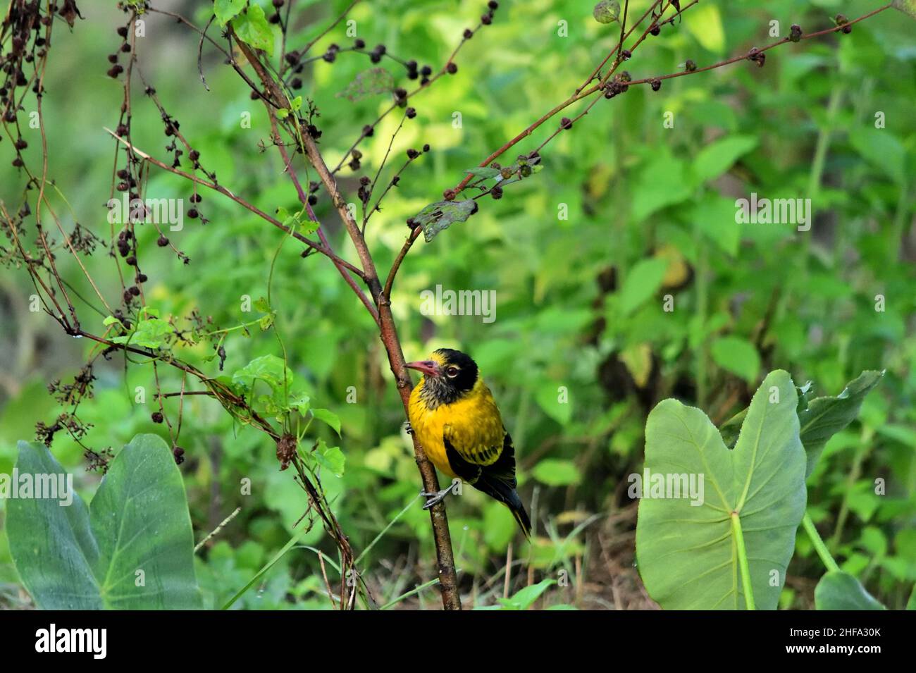 L'oriole à capuchon noir - Oriolus xanthornus Banque D'Images