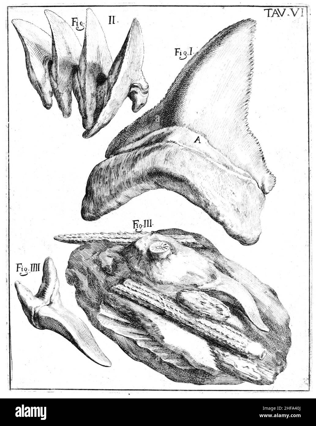 Plaque Scilla 6. Banque D'Images