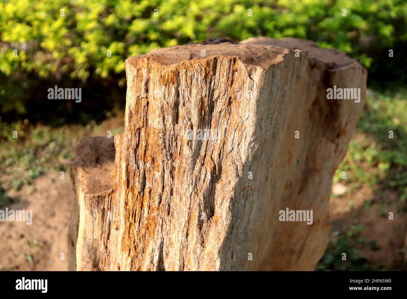 Bois fossile, des millions d'années d'arbre forme la pierre sous le sol avec chaud et la pression Banque D'Images