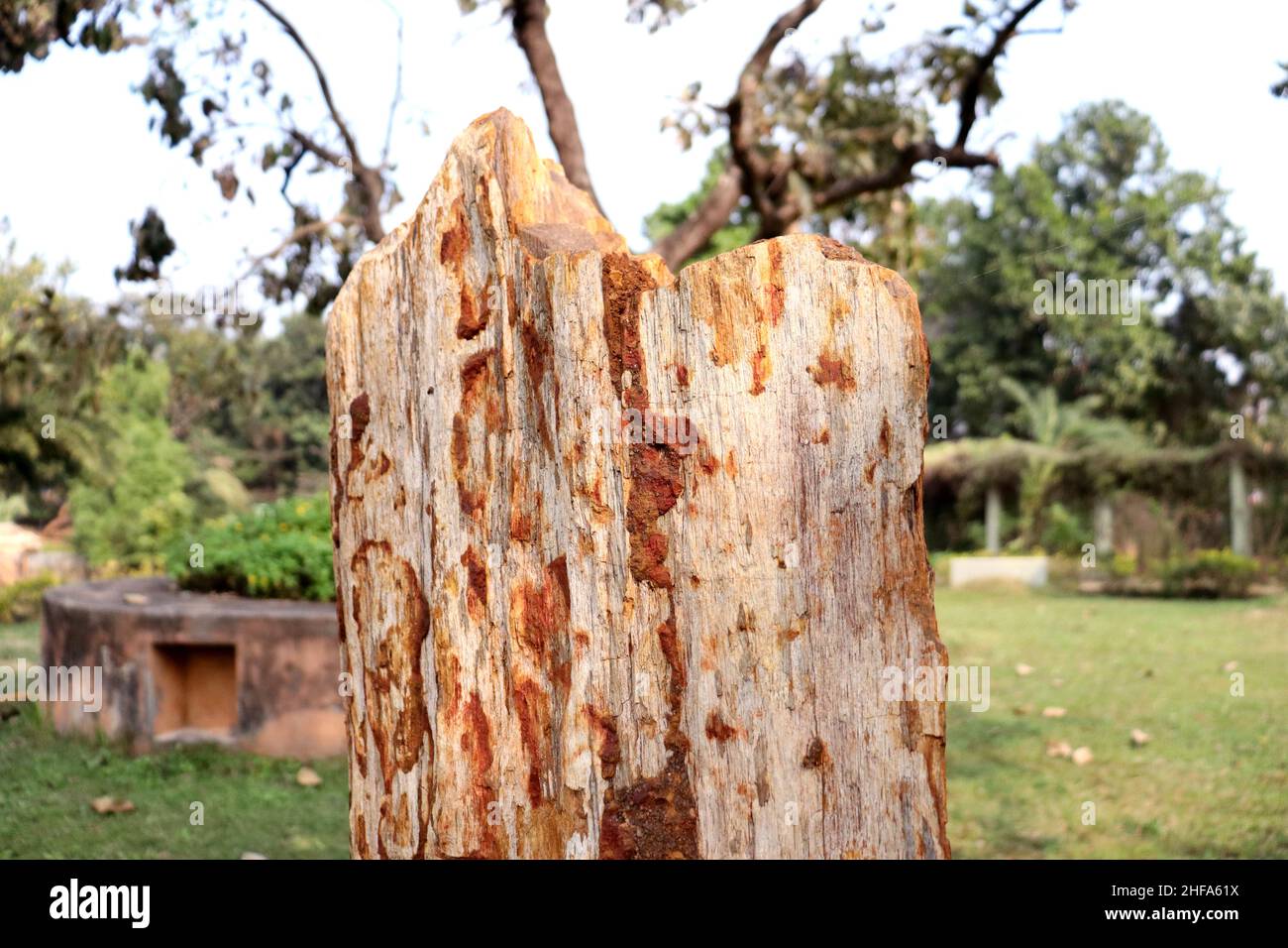 Bois fossile, toutes les matières organiques sont remplacées par des minéraux tout en maintenant la structure originale du bois Banque D'Images