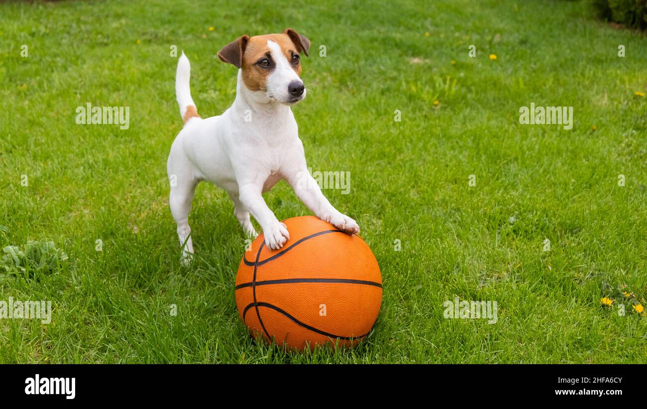 Jack Russell terrier avec ballon de basket-ball sur une pelouse verte. Banque D'Images