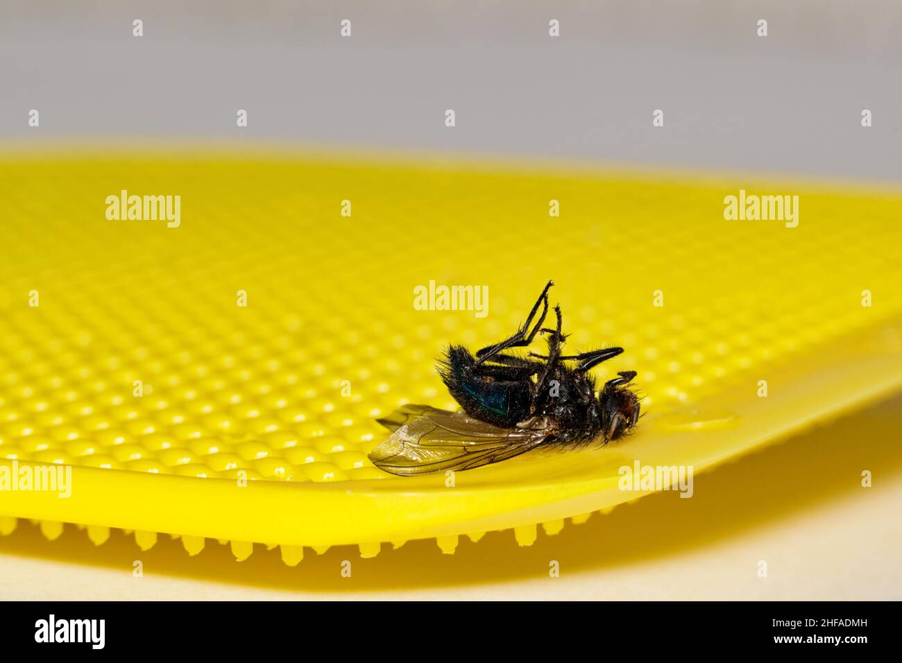 Dead Bluebottle survolez une flyswatter jaune avec un fond blanc Uni et un espace de copie.Image conceptuelle de faible profondeur de champ. Banque D'Images