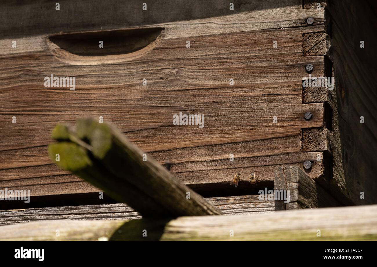 petite abeille sur une ruche en bois Banque D'Images