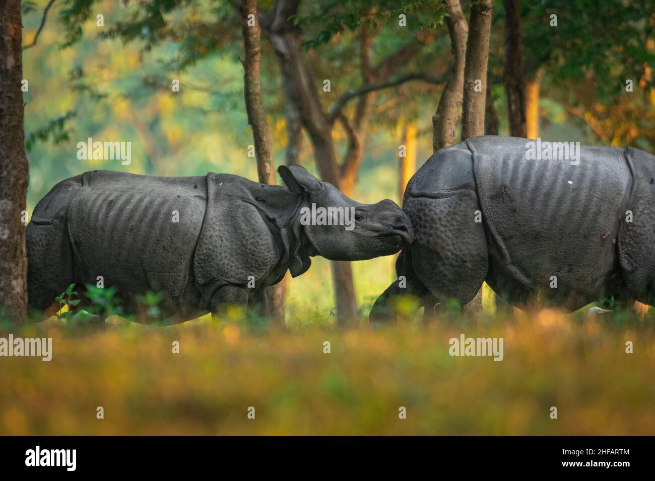 Un veau de rhinocéros marche derrière sa mère au parc national de Manas, Assam, Inde Banque D'Images