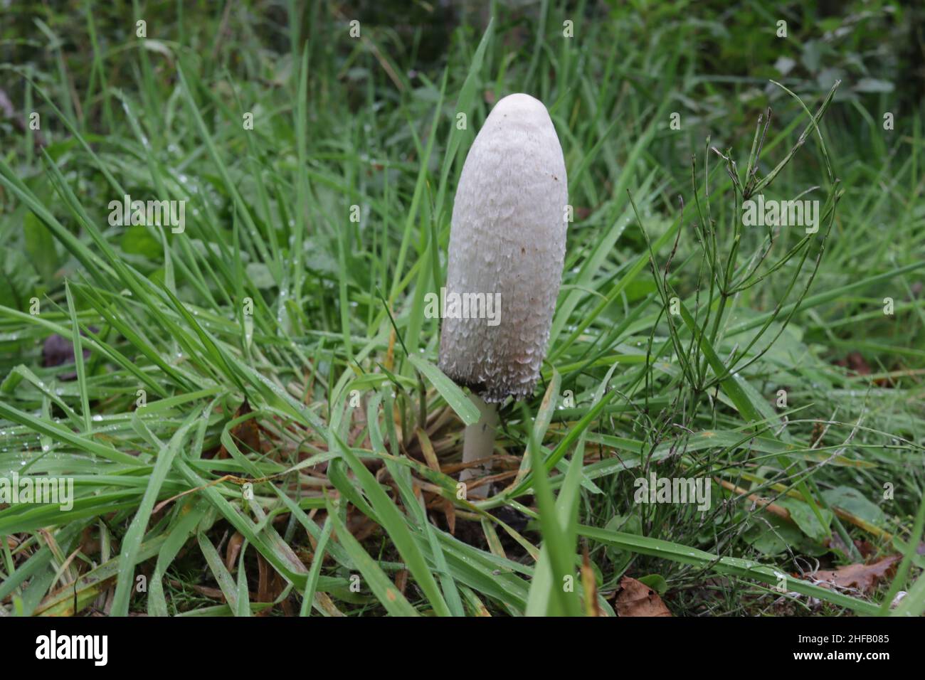 Coprinus comatus, capsule à encre déchiqueante ou perruque d'avocat trouvée dans le parc national de Cairngorms en Écosse. Banque D'Images