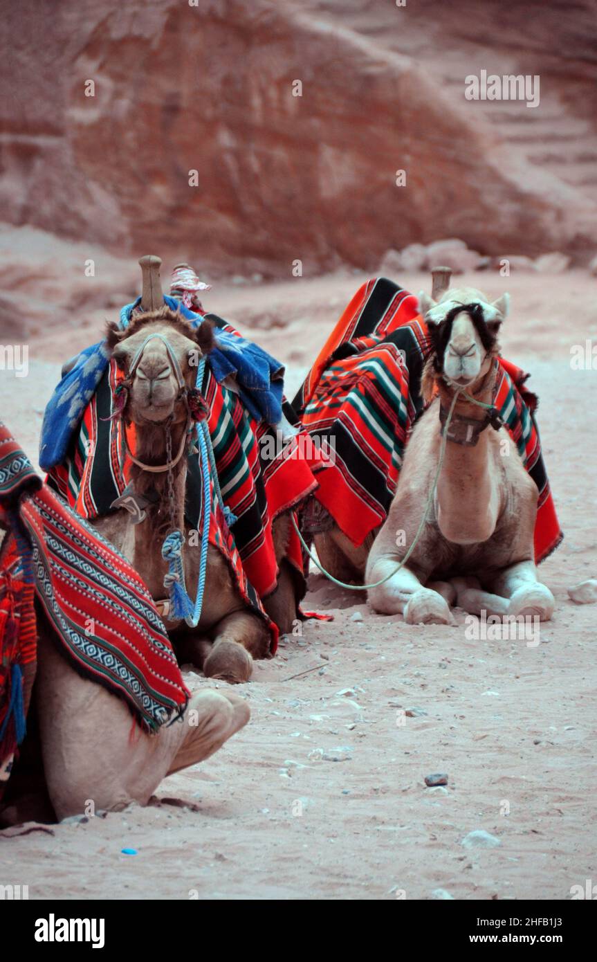Chameaux bédouins se reposant du soleil de midi à l'extérieur d'Al-Khazneh (Trésor) الخزنة, Petra, Wadi Musa, Jordanie. Banque D'Images