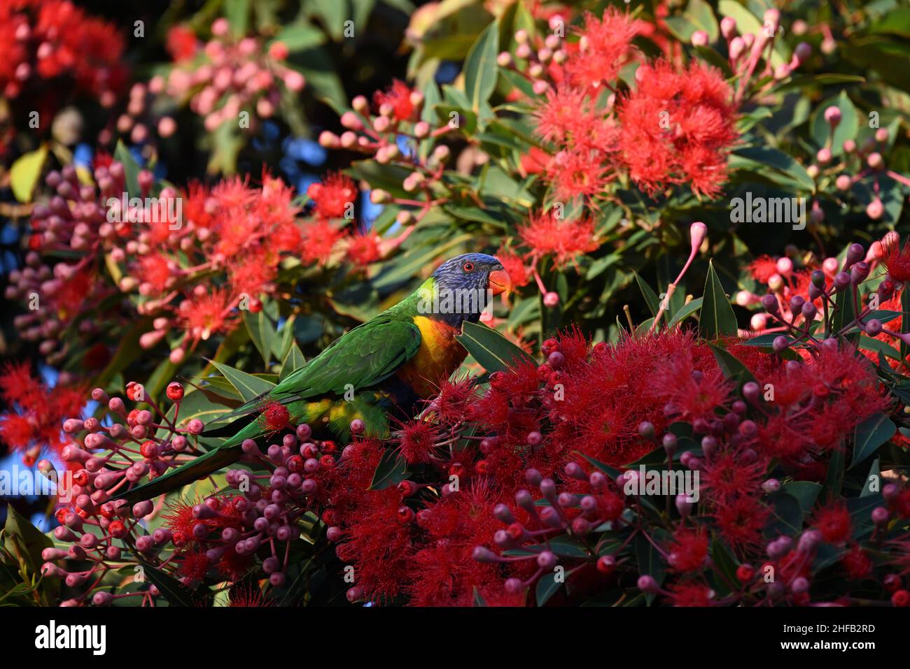 Vue latérale d'un Lorikeet arc-en-ciel car il est perché dans un gommier à fleurs rouges, corymbia fifolia, entouré de nombreuses petites fleurs rouges Banque D'Images