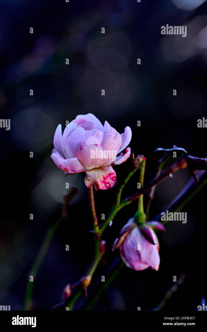 fleur de la hanche de rose ou rose sauvage poussant à côté des routes et des parcs Banque D'Images