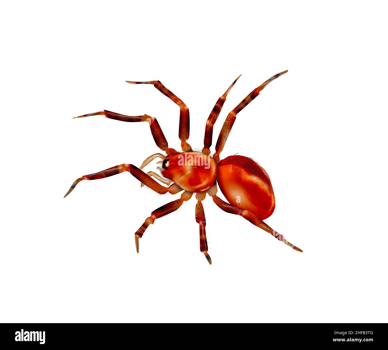Oonopidae araignée isolée, rouge araignée de goblin couleur rouge gros ...