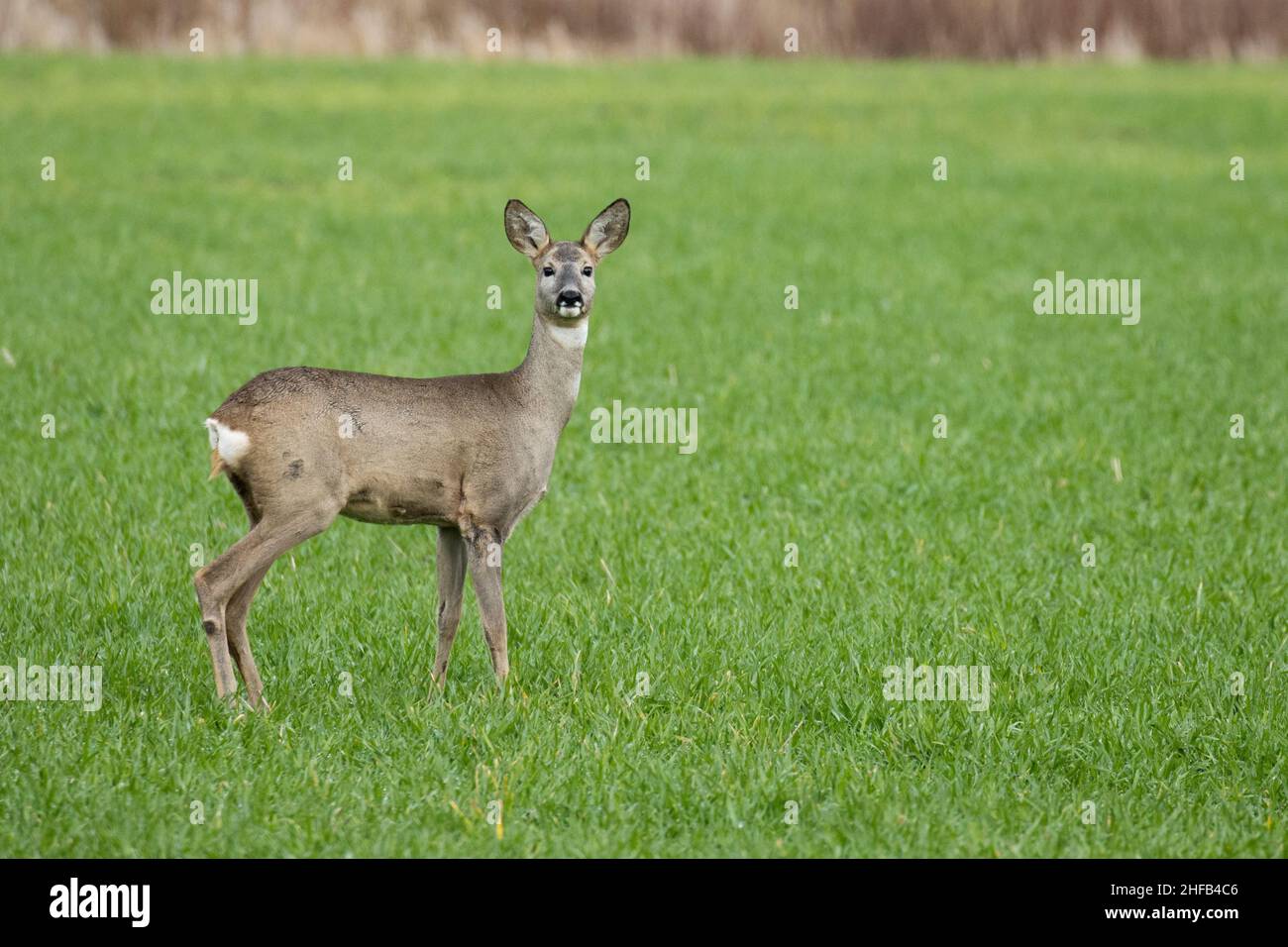 Un jeune cerf de Virginie, Capreolus capreolus, debout sur le champ de céréales fraîches pendant la journée d'automne en Europe. Banque D'Images