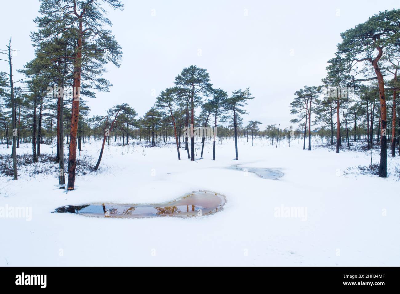 Des pins écossais dans un paysage de tourbières enneigées dans le parc national de Soomaa, en Estonie. Banque D'Images